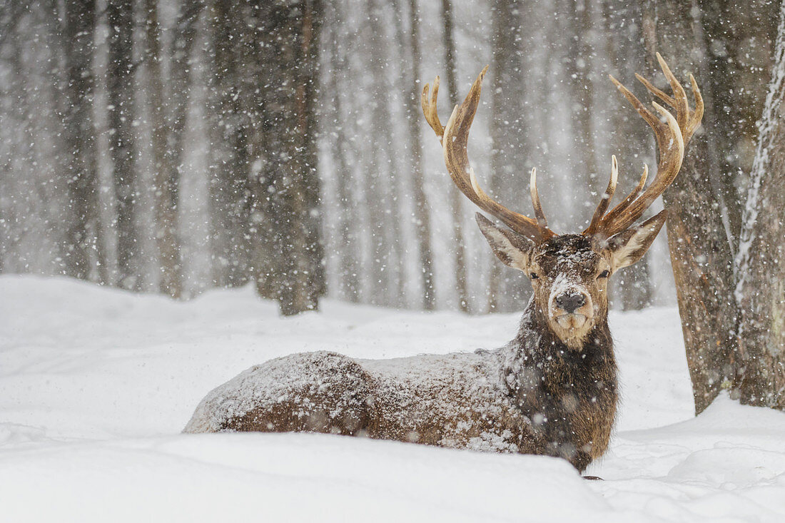 'Wapiti enjoying the snow storm; Montebello, Quebec, Canada'