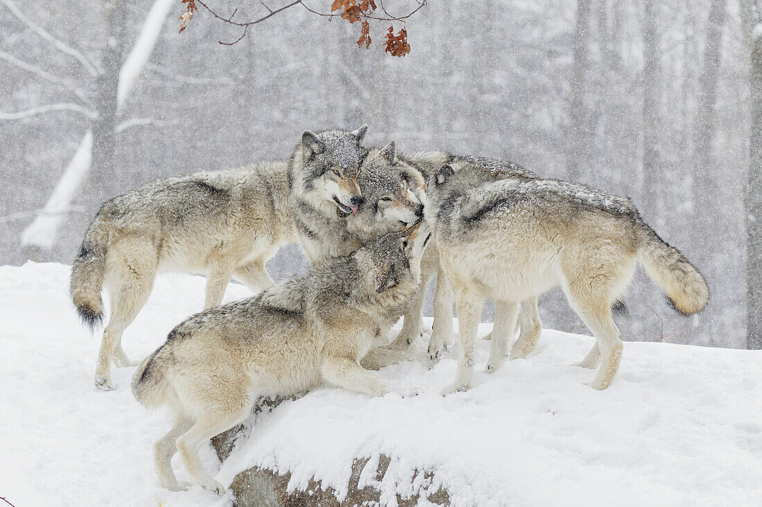 'Wolf pack (Canis lupus) having some fun time together in the snow; Montebello, Quebec, Canada'