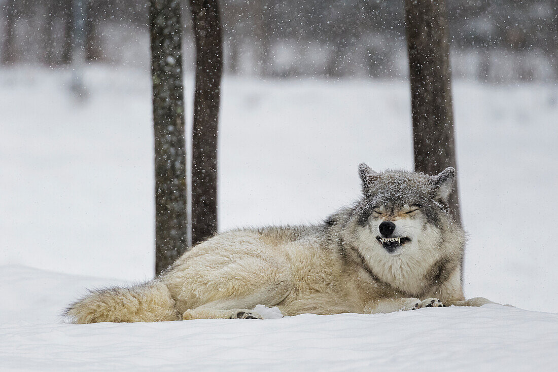 'Grey wolf (Canis lupus) showing submission behaviour; Montebello, Quebec, Canada'
