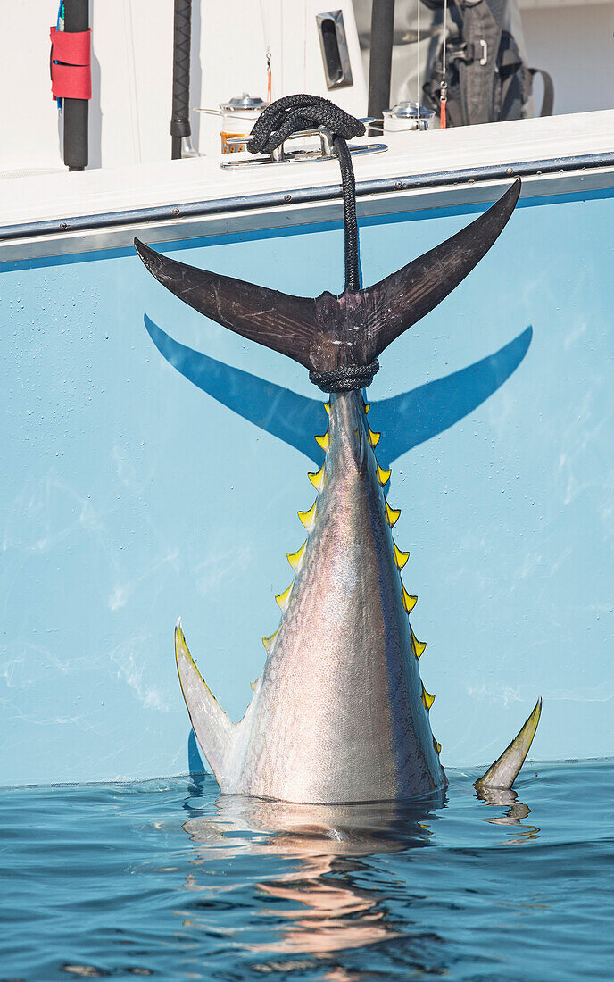 'Blue fin tuna hanging from the boat off the coast of Cape Cod; Massachusetts, United States of America'
