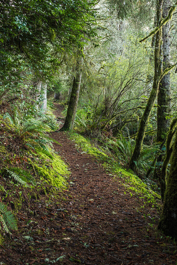 'A hiking trail goes around Coffenbury Lake; Hammond, Oregon, United States of America'