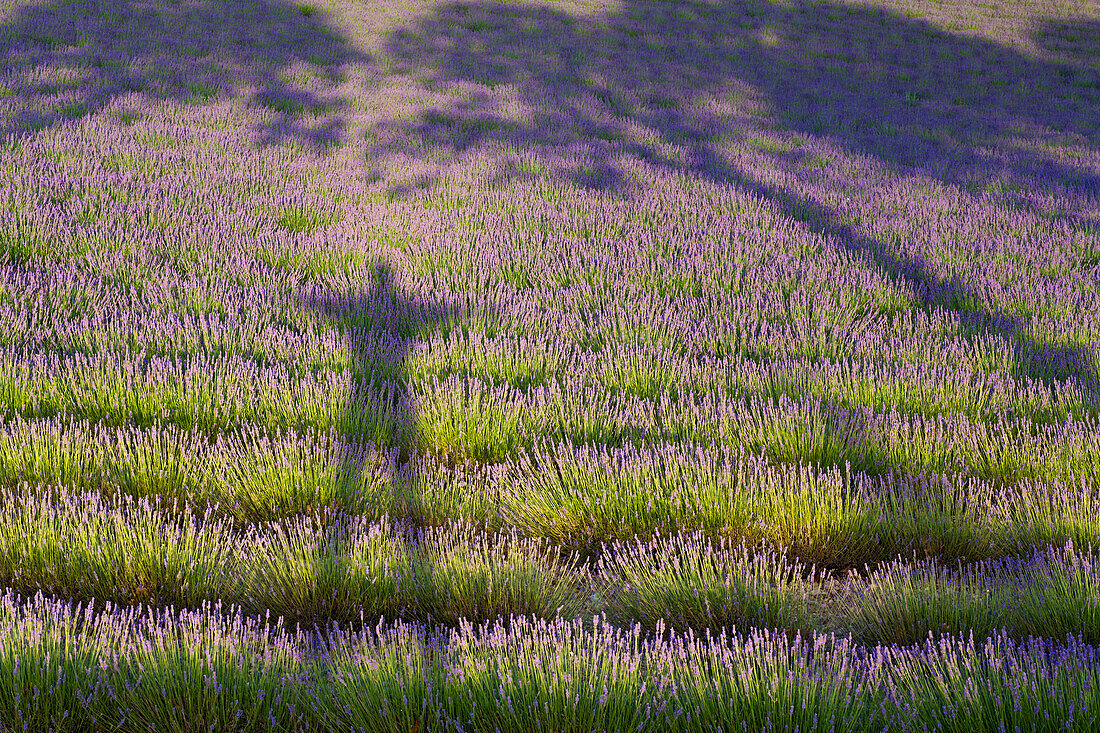 'Lavender field and shadows of a man and tree; Provence, France'