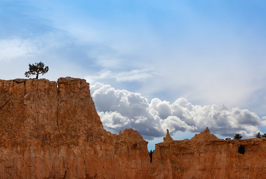'A tree grows alone along the ridges of Bryce Canyon National Park; Utah, United States of America'