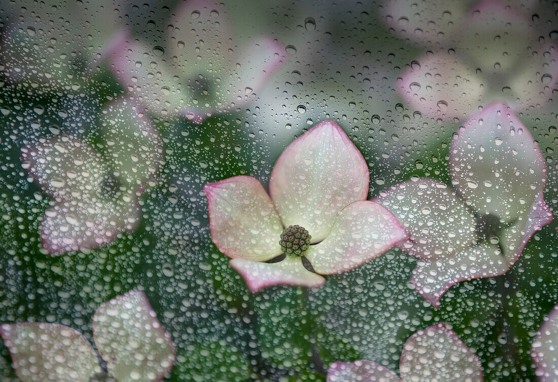 'Raindrops on glass with a view of pink dogwood blossoms; British Columbia, Canada'