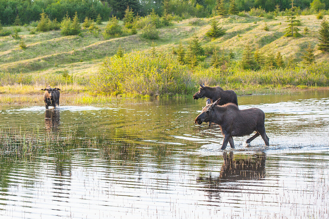 Three moose forage in the evening in a pond at Kincaid Park, Anchorage, Alaska, spring
