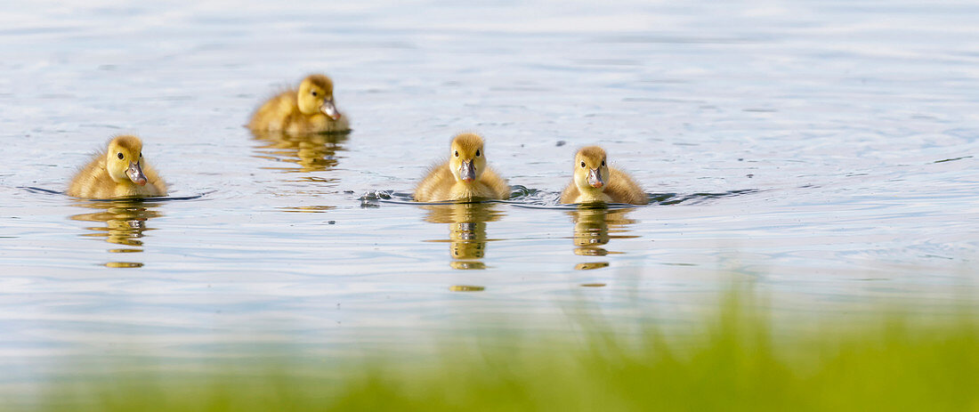 'Inquisitive ducklings; Baie-du-Febvre, Quebec, Canada'