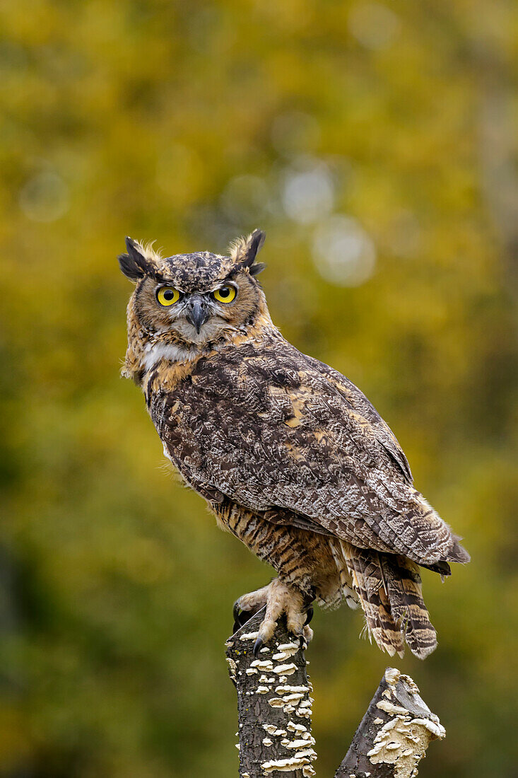 'Great horned owl (Bubo virginianus) portrait; Saint-Lazare, Quebec, Canada'