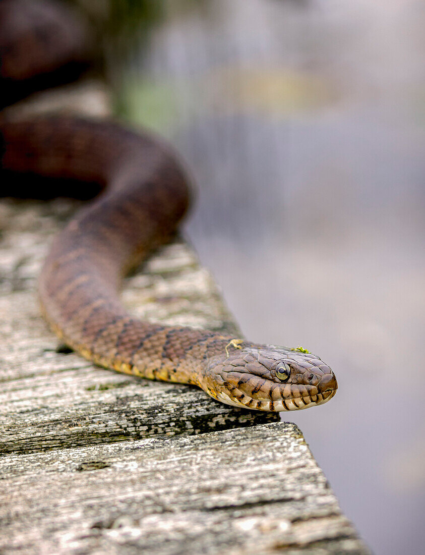 'Water snake on the move on the dock; Oka, Quebec, Canada'