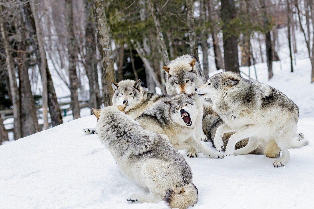 'Grey wolves (Canis lupus) demonstrating hierarchy; Montebello, Quebec, Canada'