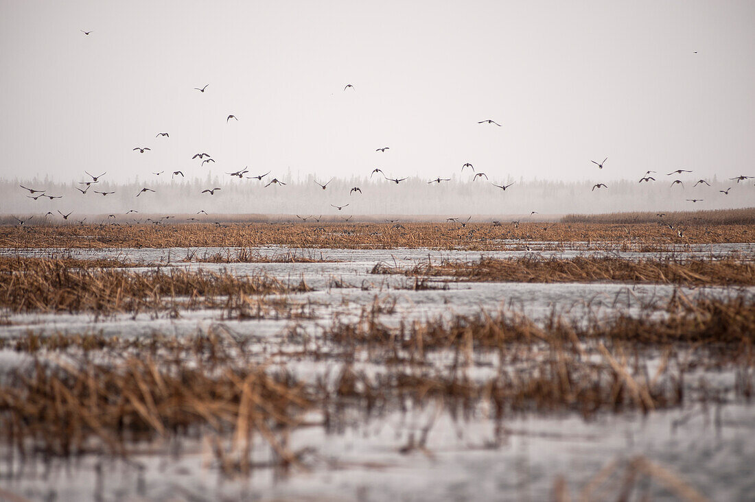 'Canadian Geese (Branta canadensis) flying up from reeds in a cloudy skyline; Cumberland House, Saskatchewan, Canada'