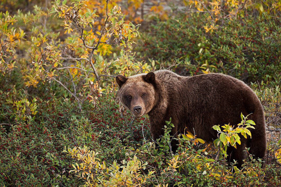 Grizzly bear (Ursus arctos) looking up while eating soapberries (Shepherdia canadensis), Denali National Park and Preserve, Interior Alaska, USA.