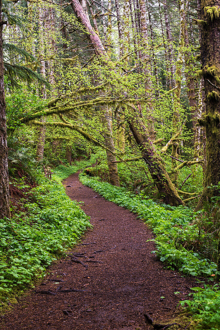 'The trail leads to the top of Saddle Mountain; Hamlet, Oregon, United States of America'