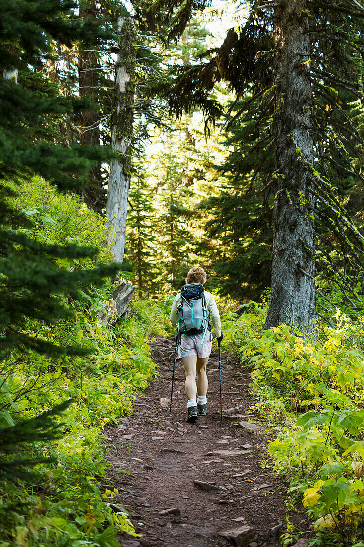 'Female hiker with poles on forest trail; Waterton, Alberta, Canada'