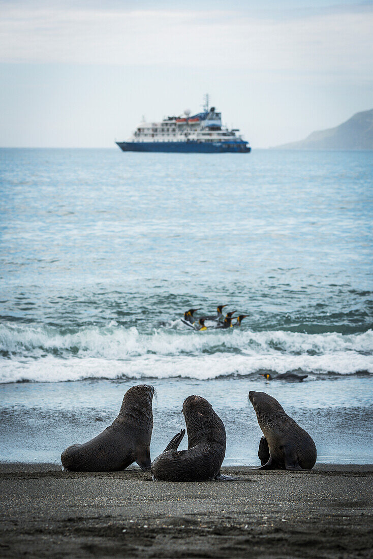 'Three Antarctic fur seals (Aptenodytes patagonicus) with ship behind; Antarctica'