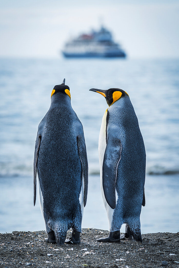 'Two king penguins (Aptenodytes patagonicus) looking at blurred ship; Antarctica'