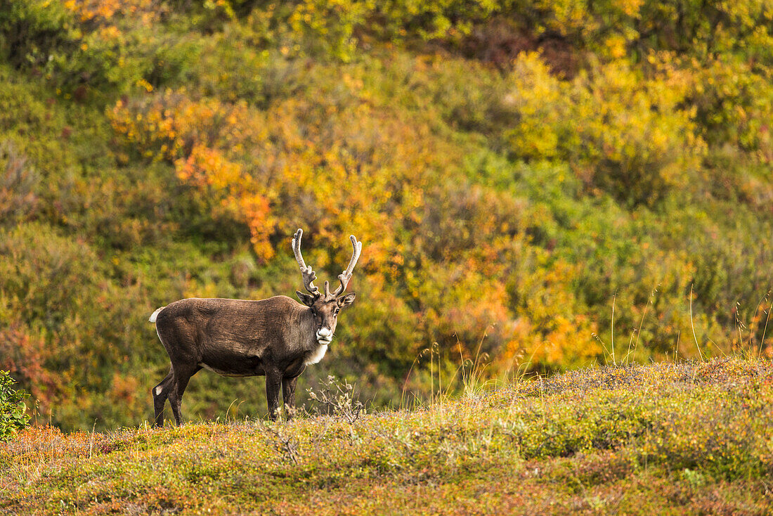 Bull caribou in autumn colors, Denali National Park & Preserve, Alaska.