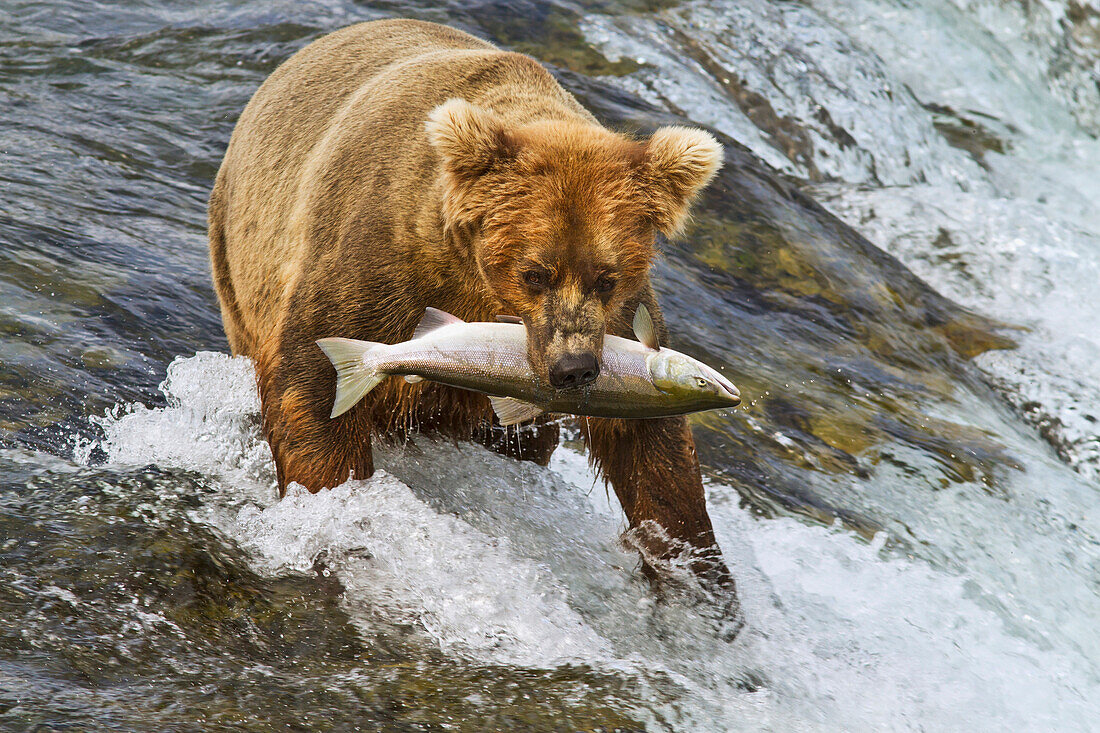 Brown bear (Ursus arctos) carrying sockeye salmon in mouth at top of Brooks Falls, Katmai National Park and Preserve, Southwest Alaska