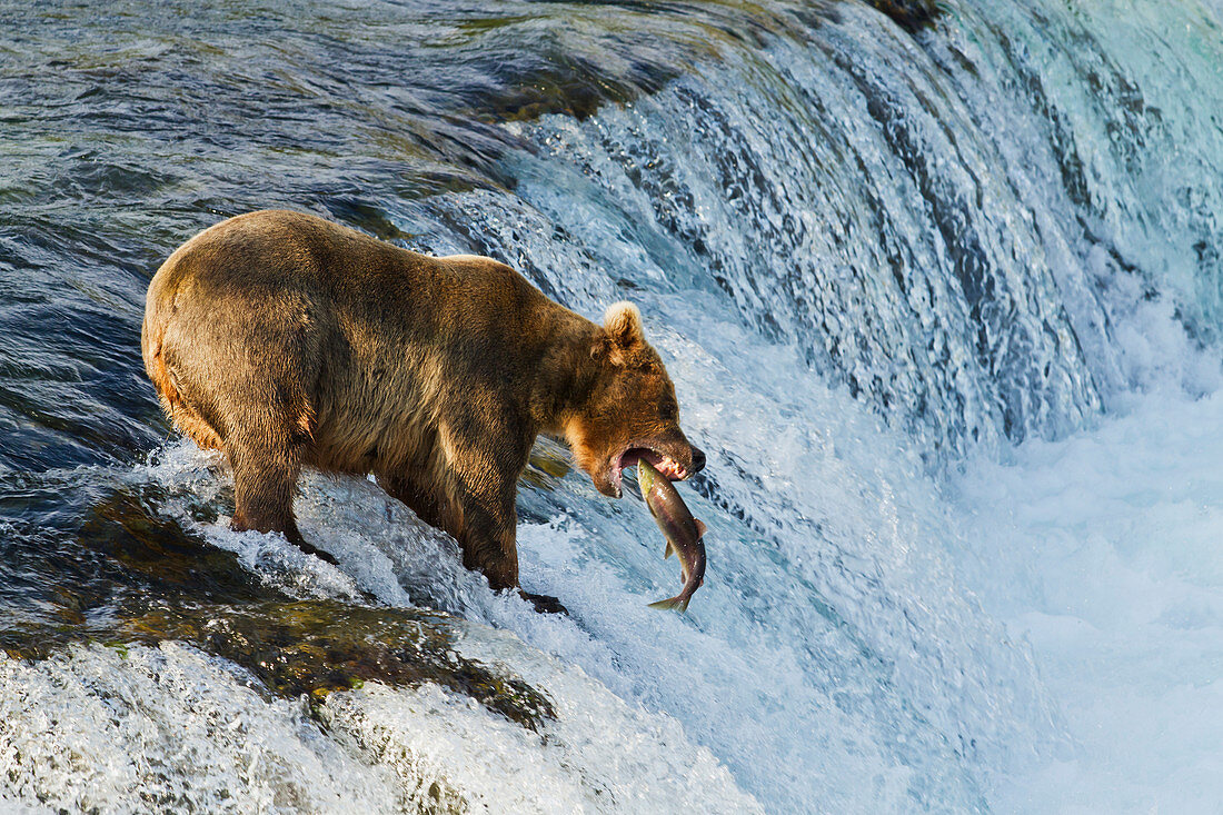 Brown bear (Ursus arctos) about to catch a jumping sockeye salmon (Oncorhynchus nerka) at Brooks Falls, Katmai National Park and Preserve, Southwest Alaska