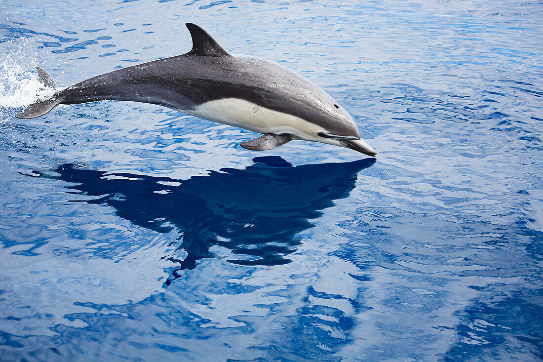 'This common dolphin (Delphinus delphis) was one in a school of over 1000 in the pacific ocean, off the coast of Mexico; Mexico'