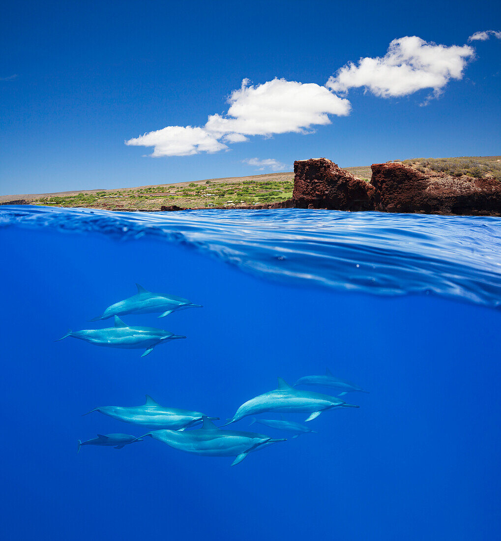 'A split view of spinner dolphin (Stenella longirostris) below and Puu Pehe or Sweetheart Rock off the island of Lanai above; Lanai, Hawaii, United States of America'
