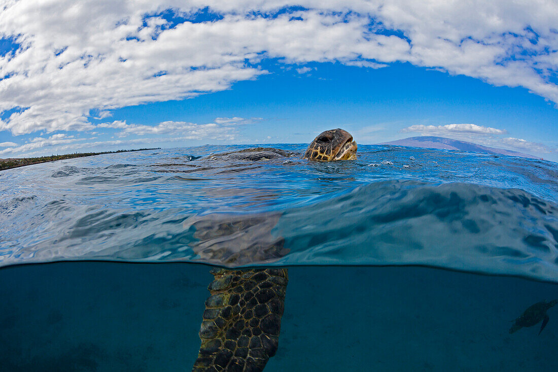 'A green sea turtle (Chelonia mydas), an endangered species, lifts it’s head for a breath at the surface; Island of Maui, Hawaii, United States of America'