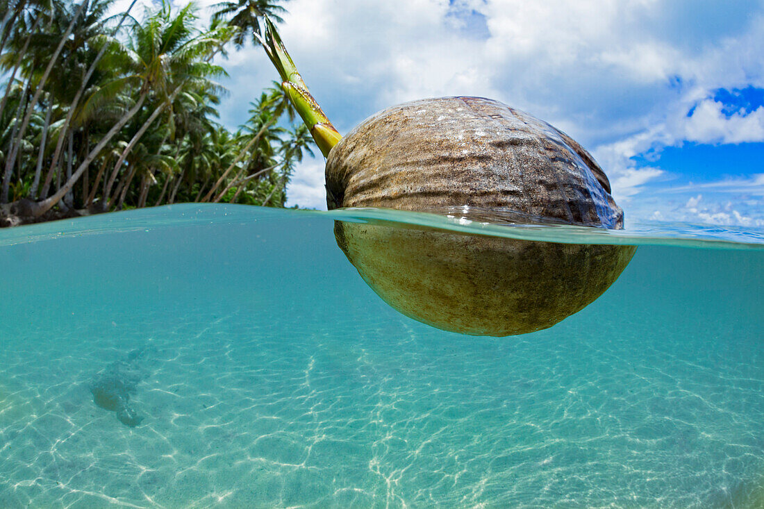 'A sprouting coconut floats in the ocean off the island of Yap; Yap, Micronesia'