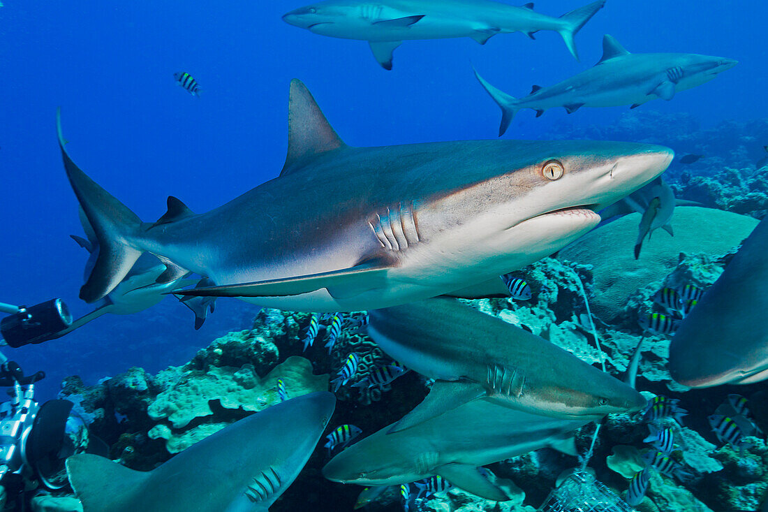 'Grey reef sharks (Carcharhinus amblyrhynchos) at a controled feeding off the island of Yap; Yap, Micronesia'