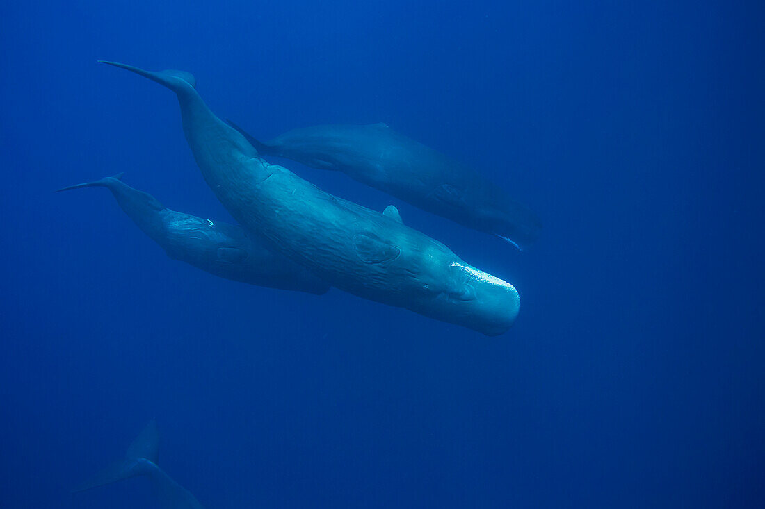 'The sperm whale (Physeter macrocephalus) is the largest of all the toothed cetaceans, these are all females, photographed in the Indian Ocean; Sri Lanka'
