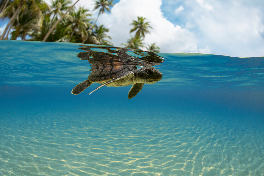 'A split view of a newly hatched baby green sea turtle (Chelonia mydas), an endangered species, just entering the ocean off the island of Yap; Yap, Micronesia'