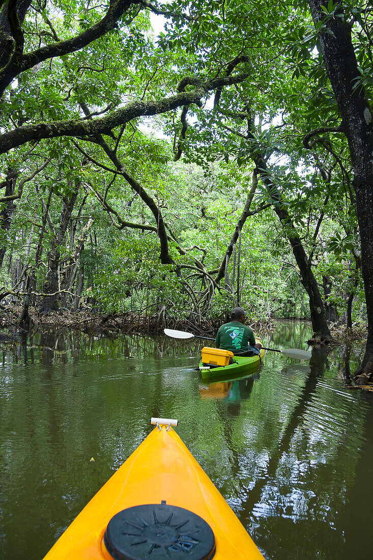 'A kayak tour through a mangrove forest off the island of Yap; Yap, Micronesia'