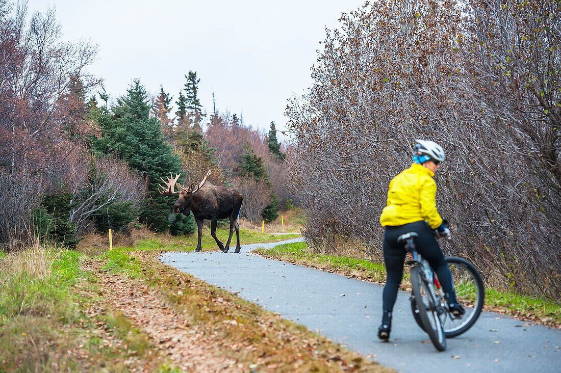 A female cyclist quickly turns her bike around after encountering a bull moose in rut walking towards her on the Tony Knowels Bike Trail in Kincaid Park, Anchorage, Alaska, autumn