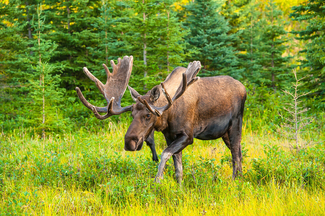 Bull moose in velvet at Kincaid Park on a sunny evening, Anchorage, Alaska, summer