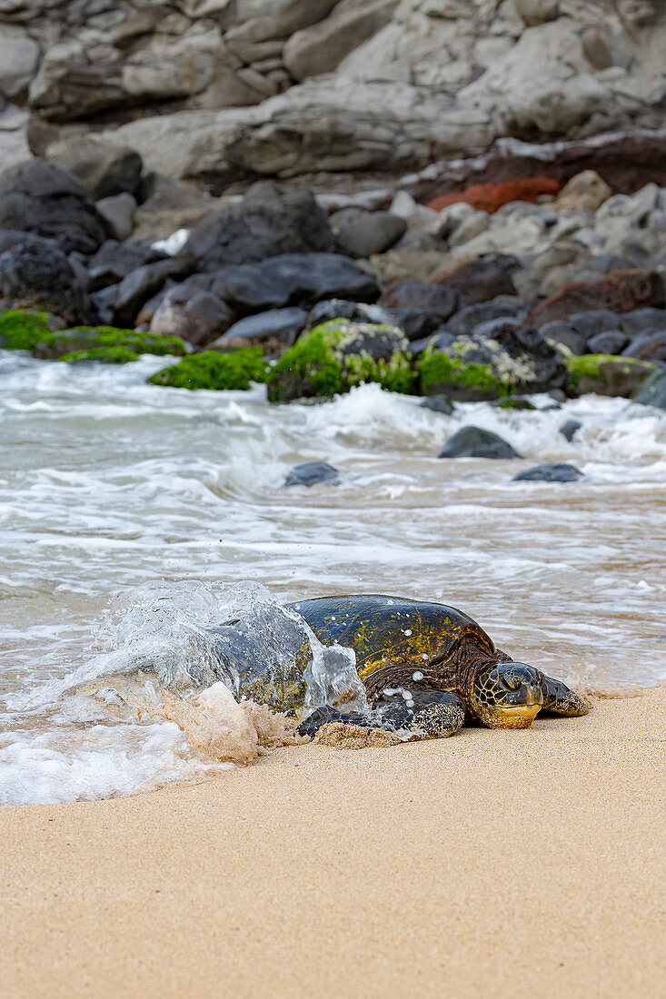 'Green sea turtle (Chelonia mydas), an endangered species, makes it’s way from the Pacific ocean onto the beach; Maui, Hawaii, United States of America'