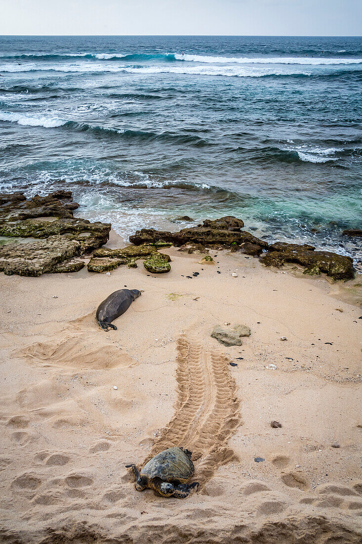 'Encounters with Hawaiian monk seals, (Monachus schauinslandi), endemic and endangered, are few and far between. Here a monk seal shares a patch of sand with a green sea turtle (Chelonia mydas), also an endangered species; Maui, Hawaii, United States of A