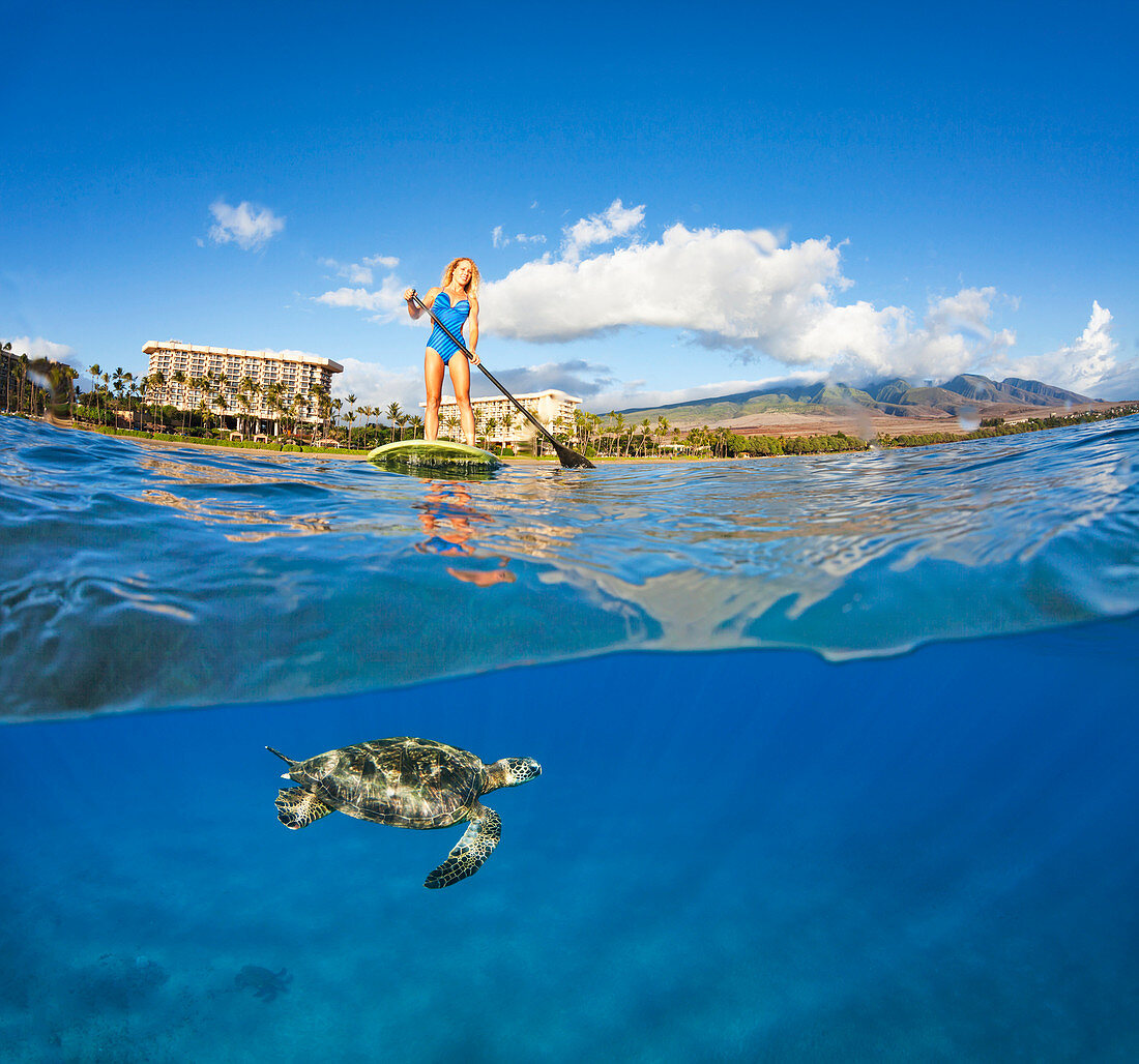 'A green sea turtle (Chelonia mydas) an endangered species, below a surf instructor on a stand-up paddle board; Maui, Hawaii, United States of America'