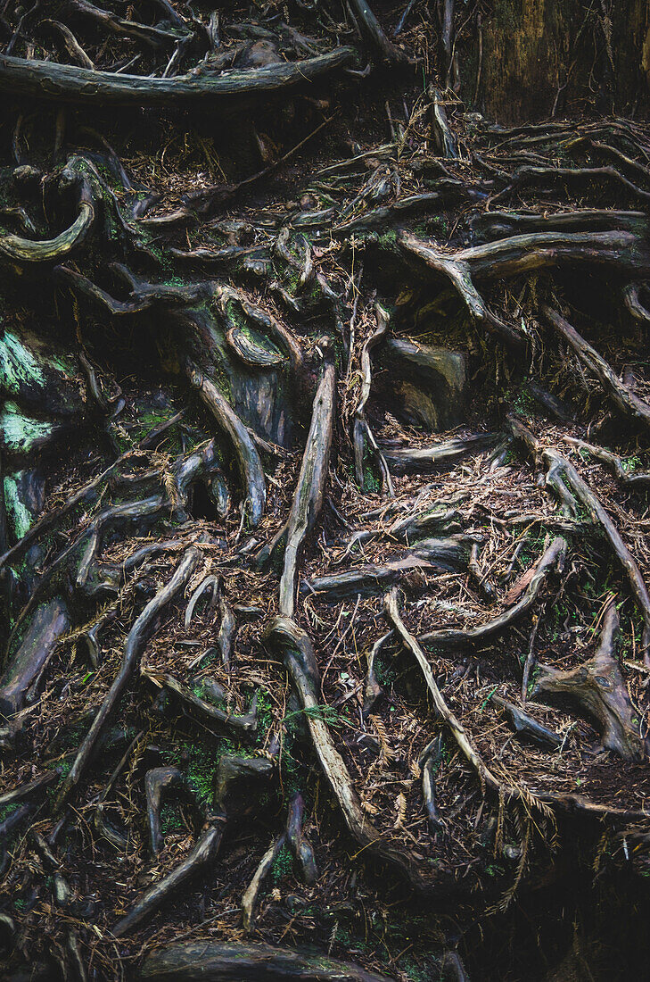 Knotty Tree Roots, Redwood National and State Park, California, USA