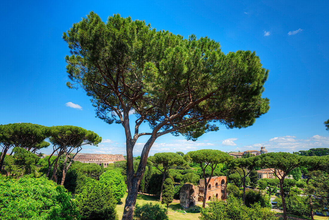 Colosseum, Palatine hill, Forum romanum, Rome, Latium, Italy