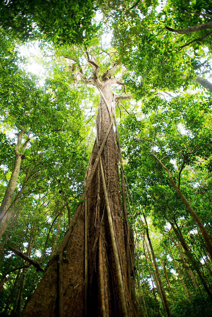 Giant rainforest tree in the Mosman Gorge, Mosman Gorge, Queensland