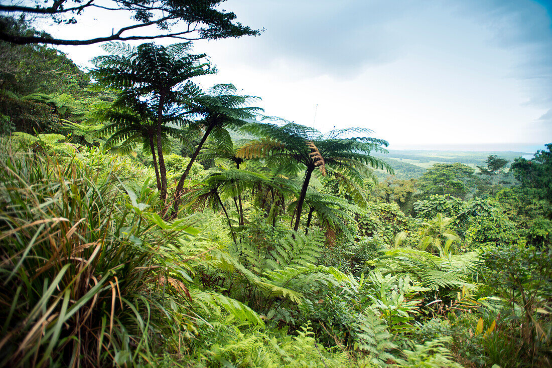 Blick über tropischen Regenwald vom Alexander Range Lookout, Queensland, Australien