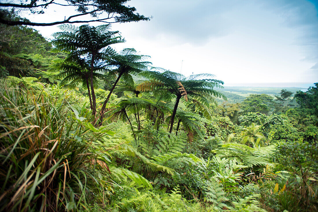 View over tropical rainforest from the Alexander Range Lookout, Daintree National Park, Queensland