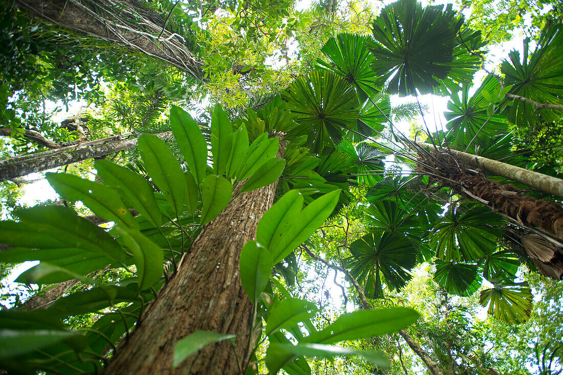 Fächerpalmen im Tieflandregenwald im Daintree National Park können entlang des Dubuji Wanderweges erlebt werden, Queensland, Australien