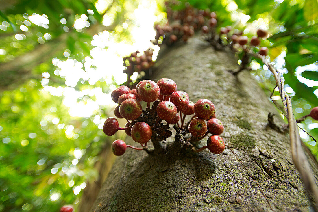 Urwaldreise am Cape Tribulation, Queensland, Australien