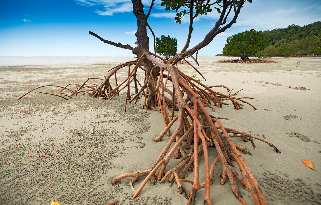 Mangrove along the coast of the Daintree National Park, seen from the Bloomfield Track, Daintree National Park/South Cowrie Beach, Queensland