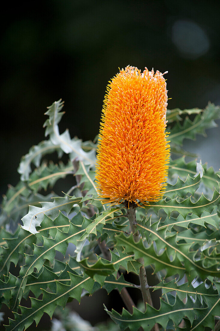 Eine blühende Banksia im Bankisa Garden im Kings Park, Perth, Australien