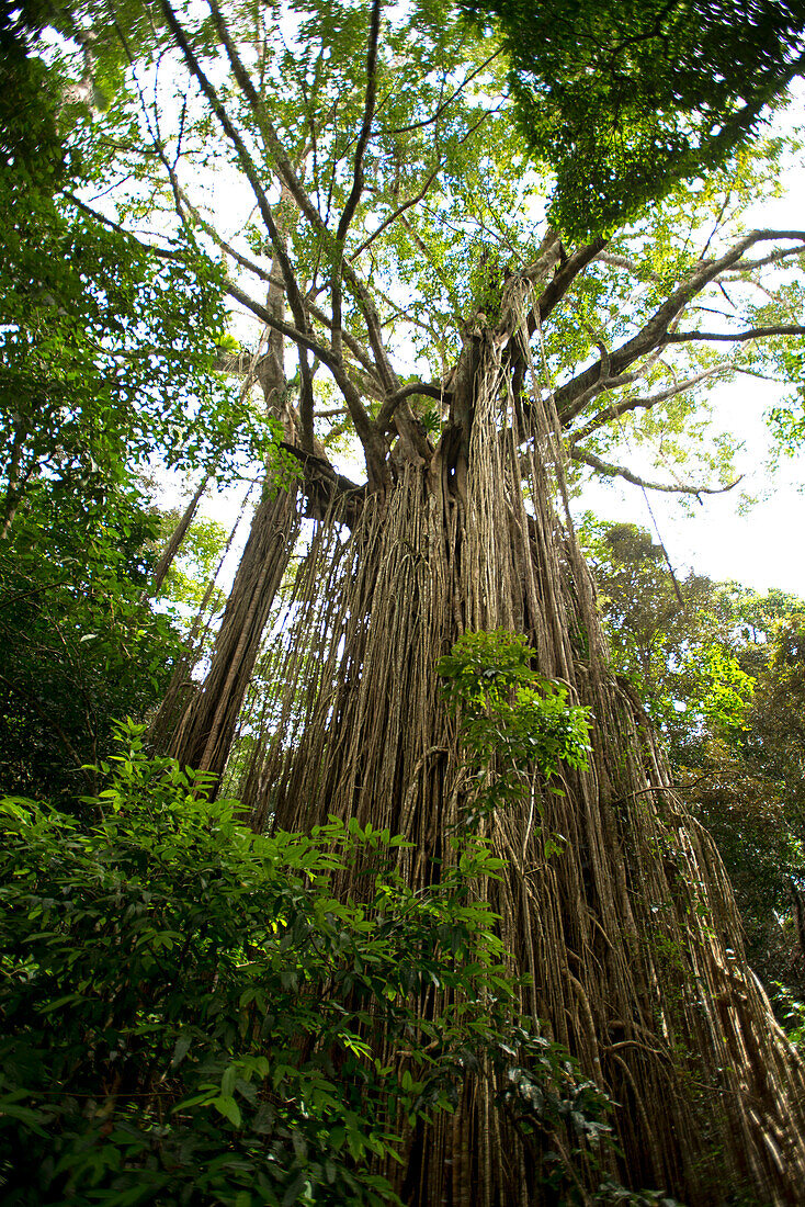 Der Curtain Fig Tree, ein gewaltiger Feigenbaum, ist eine der Attraktionen im tropischen Hochland des Atherton Tableland, Queensland, Australien