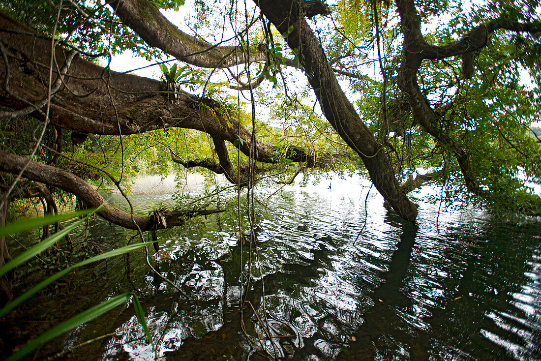 Giant tree on the banks of Lake Echam, a crater lake, Atherton Tablelands, Queensland