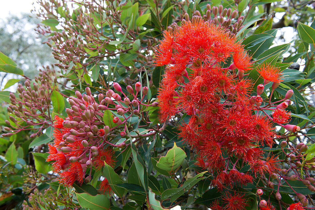 Flowering eucalypt in Kings Park