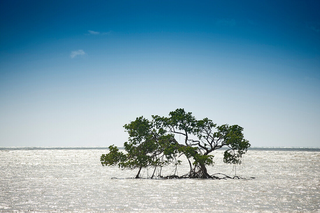 Mangrove entlang der Küste des Daintree Nationalparks, vom Bloomfield Track aus gesehen, Queensland, Australien