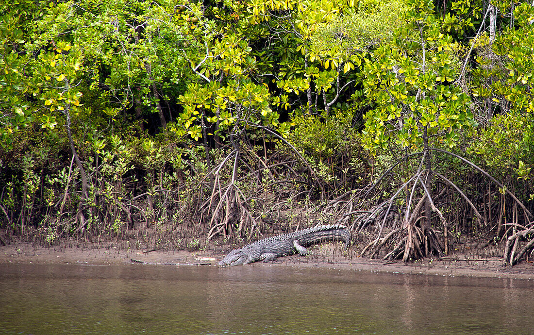 Ein Salzwasserkrokodile liegt am Ufer des Bloomfield River, Queensland, Australien