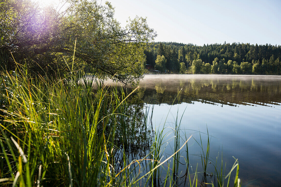 Lake in the morning sun, Windgfaellweiher, Schluchsee, Black Forest, Baden-Wuerttemberg, Germany